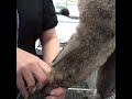Scissoring a poodle coat