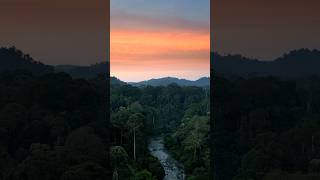 Download lagu The Danum Valley #borneo #djimini3pro #jungle #rainforest #danumvalley mp3 Download lagu The Danum Valley #borneo #djimini3pro #jungle #rainforest #danumvalley mp3