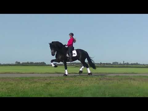 Stal Okkema's Tjibbe - Reinder x Wobke - sport - 168m stallion - 2014