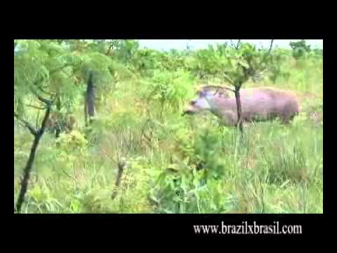 ブラジルのセラードの動物たち -