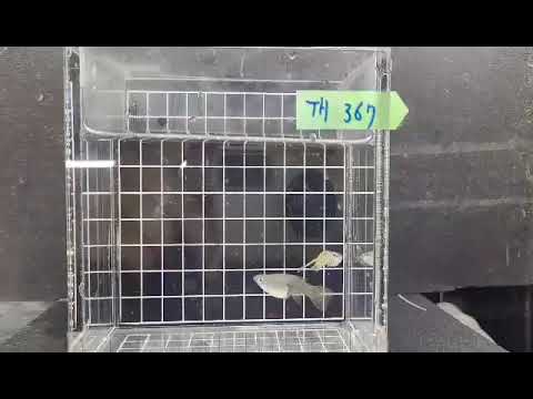 TH 367 class I  A O T