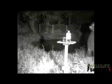 Wildlife Gadget Man - Provide Water For Hedgehogs!