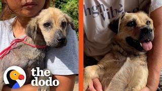 Watch This Hungry Dog Become A Fluffy Cuddlebug | The Dodo