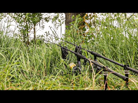 Karpfenangeln am kleinen Fluss. #freestylefishing