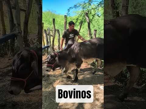 Bovinos da feira de gado de Fátima, Flores-PE