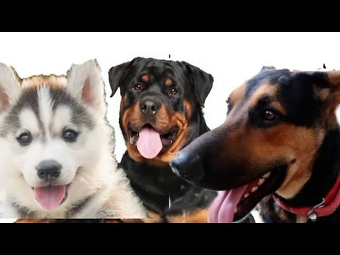 DOLLAR MEET  VERY DESCENT ROTTWEILER. DAIZY.🦴🐾🐶