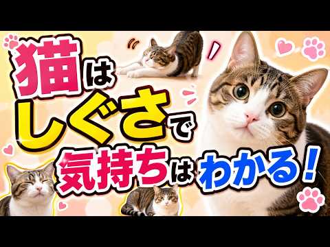 猫の気持ちまるわかり。このときはこう考えてる。知らない意外な真実