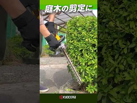 果樹の剪定：避けるべき間違いは何ですか？私たちのトップ3！  庭園