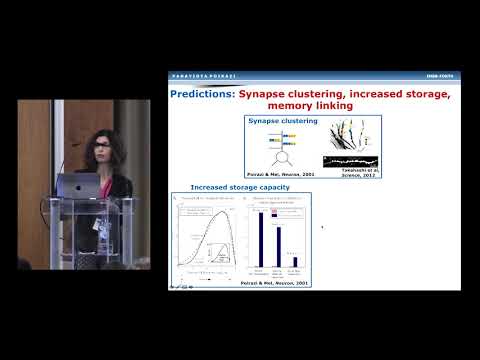 Yiota Poirazi - Active dendrites and their role in neuronal and circuit computations (Cosyne 2019)