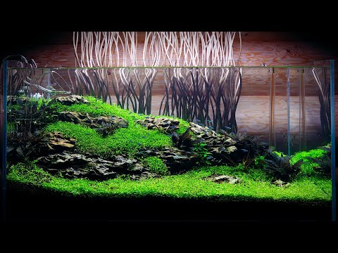 180L MINIMAL STYLE AQUARIUM MAINTENANCE ON CLIENT LOCATION - 4K CINEMATIC - GREEN AQUA