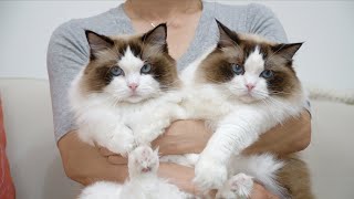 똑같이 생긴 11마리 고양이 구분법! (완벽 마스터!)