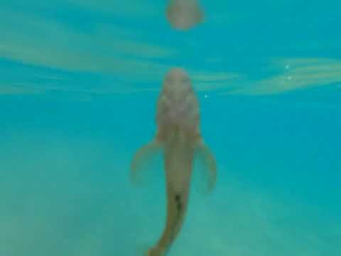 Day 14 - Small Fish @ Tolo Beach - Peloponnese Region in Greece - October 9, 2023