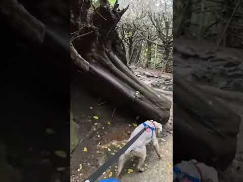 #LaCumbrecita #CascadaGrande #CordobaTurismo #SierrasDeCordoba #Naturaleza #TravelArgentina