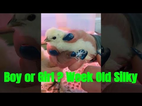 How to tell if a Silky is a boy or girl Sexing Silky Chicks