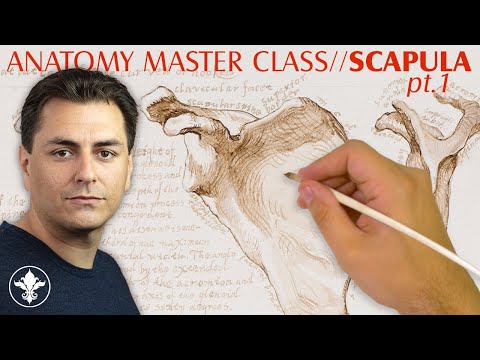 💀 Anatomy Master Class for Artists / Shoulder Girdle / Part 1