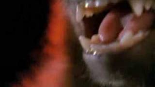 Monkey Shines (1988) Video