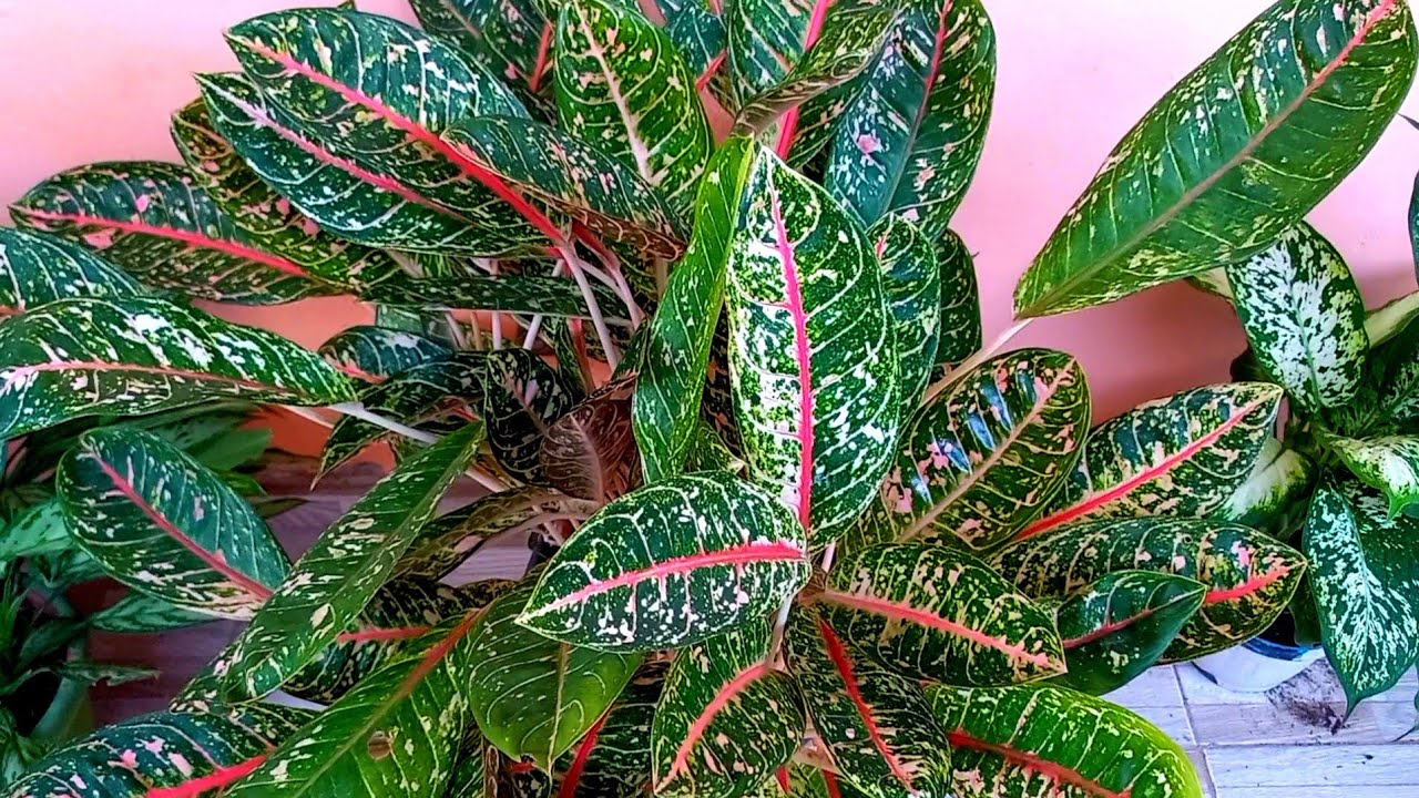 2 folhagens lindas para colorir seu jardim como fazer mudas jeito certo tudo que você precisa saber