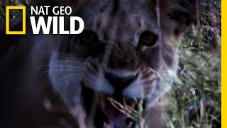 Man-Eating Lion Pride | Maneater Manhunt: Lion Attack