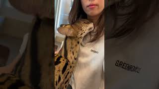 【おはようサーバルシリーズ㉘】