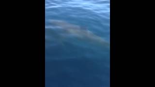Great White Shark in La Jolla