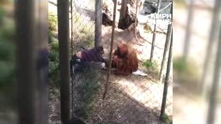 MAN CLIMBS BARRIER PETS ZOO ORANGUTAN
