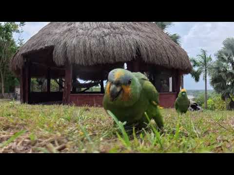 Venta Finca Ganadera  Puerto López, Meta