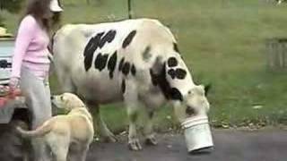 My Cow Best Friend, Black Spot:  Feeding Frenzy