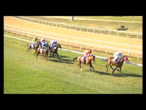 1 Carrera, premio Diario de Sevilla, 31 de enero 2016 - Gran Hipódromo de Andalucía