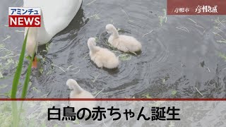 【アミンチュニュース】彦根城　白鳥の赤ちゃん誕生