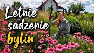 Kuklik, rudbekia, rozchodnik, irys i wrotycz - letnie sadzenie bylin w ogrodzie.