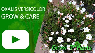 Oxalis versicolor - grow & care (Candy cane sorrel)