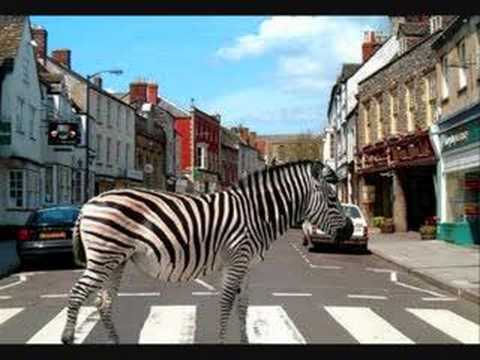Scooter - Zebras Crossing the Street