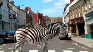 Scooter - Zebras Crossing the Street