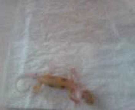 YouTube Video rpKKgTC-IW4