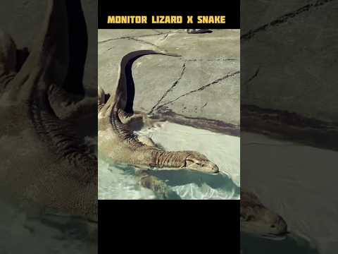 🦎 Monitor Lizard Snake Style #monitorlizard #snakestyle #shorts