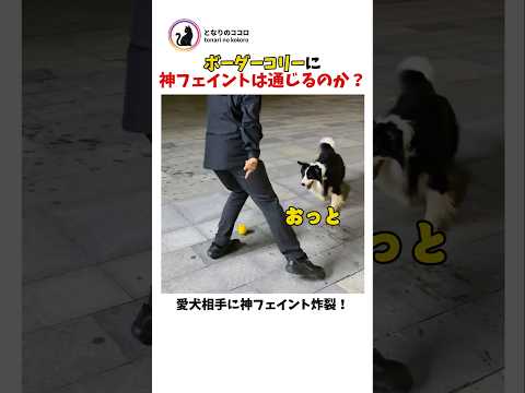 ボーダーコリーに神フェイントを仕掛けると...