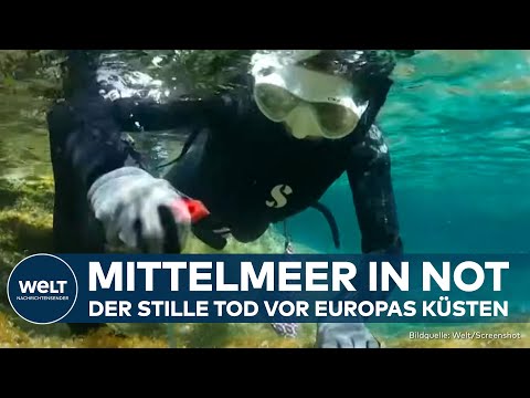 GRIECHENLAND: Kampf unter Wasser - Wie Forscher das Mittelmeer retten wollen