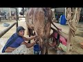 Women Cow Milking By Hand