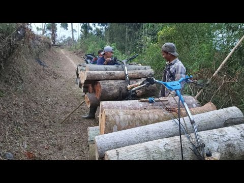 viral-tiga-pria-tangguh-membawa-kayu-ratusan-kilo-gram