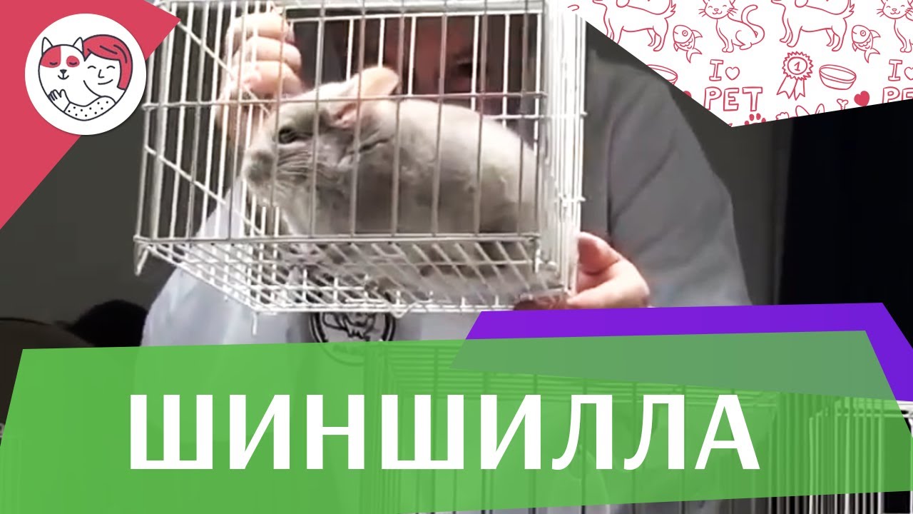 Шиншилла Разведение на ilikepet