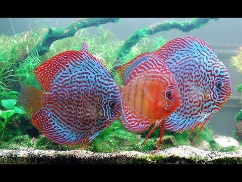 Cá cảnh dễ nuôi: Cá dĩa-Discus fish