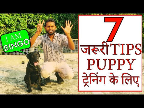 Labrador Puppy Training Tips || 7 Dog Training Basics for New Owners (Hindi) Smart Dog Training 4k