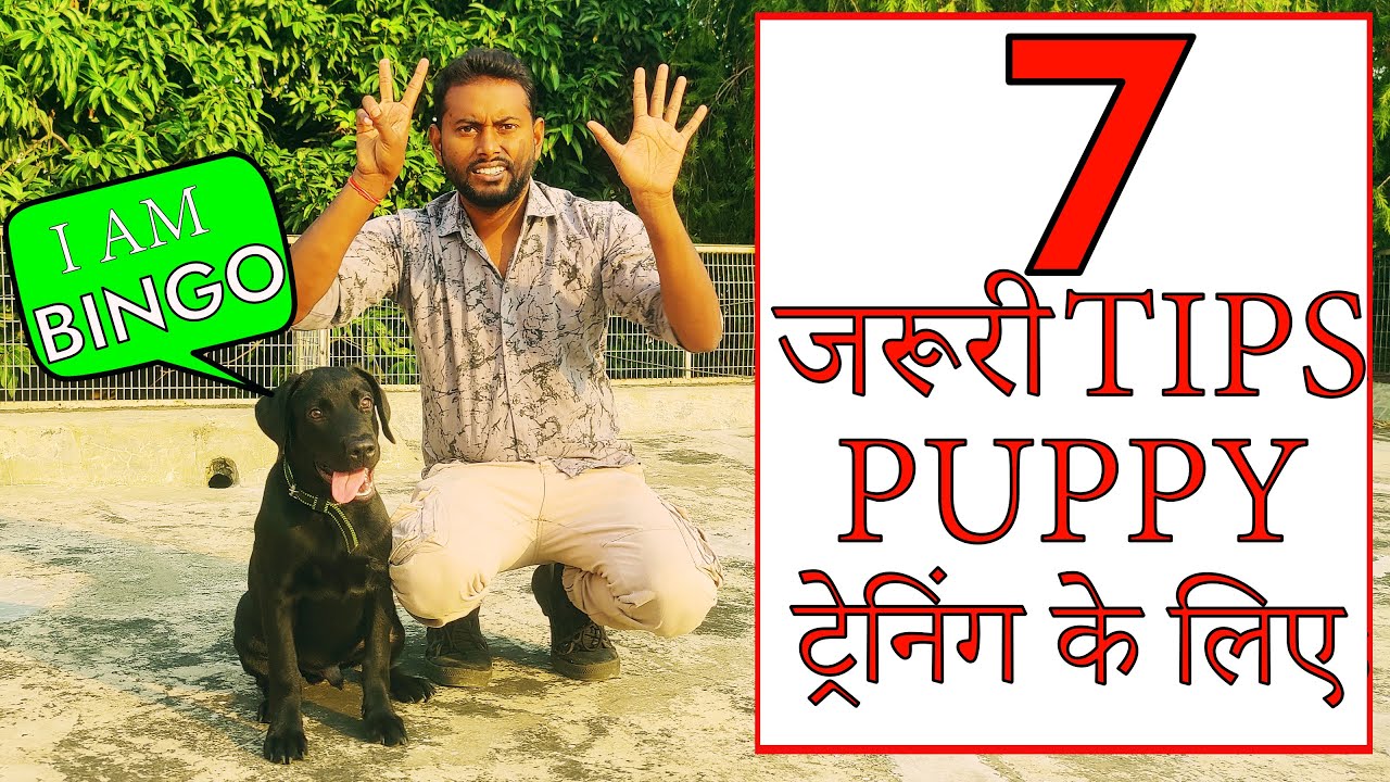 Labrador Puppy Training Tips || 7 Dog Training Basics for New Owners (Hindi) Smart Dog Training 4k