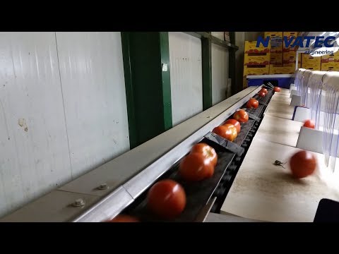 Novatec S.A. - Sorting & Packing Line for Tomatoes (UNI-ONE)