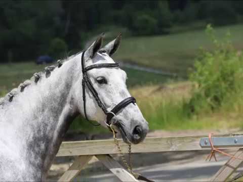 Conara von Worrenberg, Holst, Connor x Cascari, geb. 2013