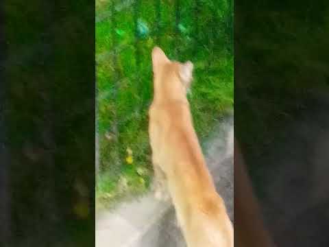 #Meaw .raw...meaw🐱😸😹😻😼😽😾🙀🐱🐈🐈😸😹😺😻😹😸🐱🐈😼😽😾