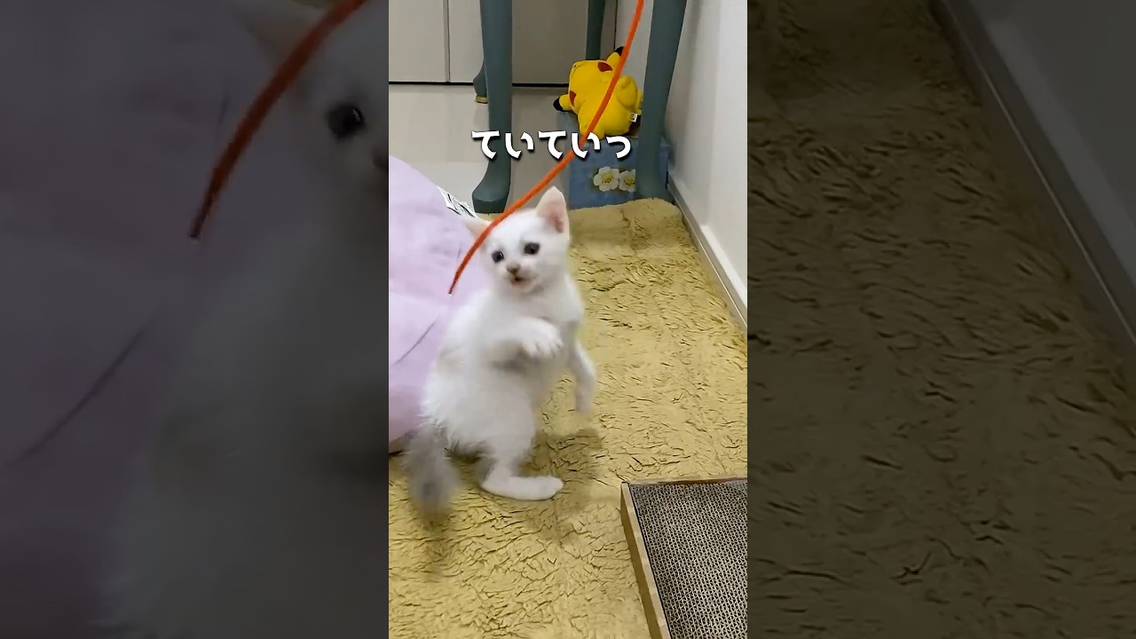 五年前と現在の弟猫の体重が違い過ぎた