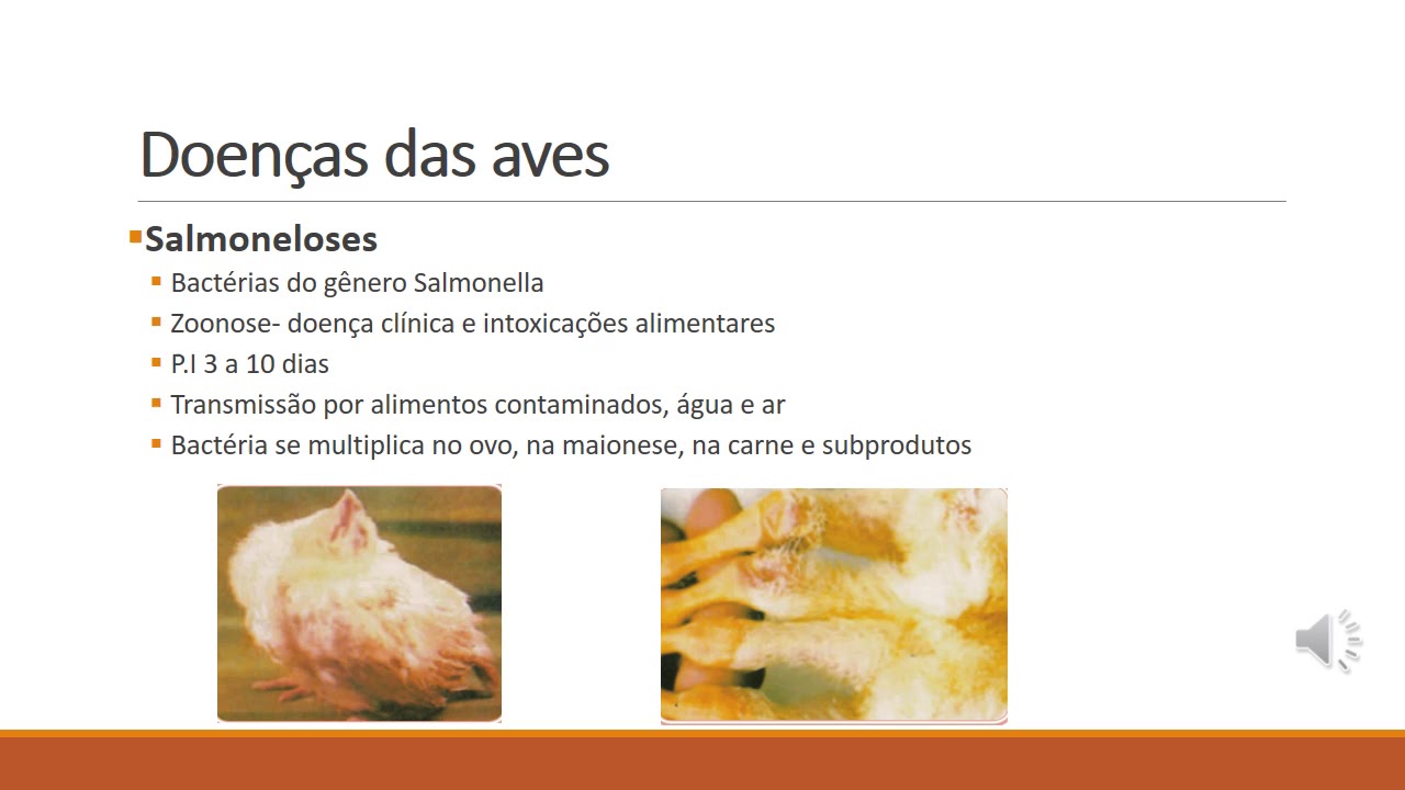 Aula   Biossegurança e Manejo Sanitário na Avicultura