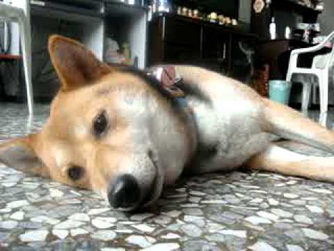 BOBO在此獻上第一次表演影片(之BOBO上新聞)(原發表者:bolen912)(影片)