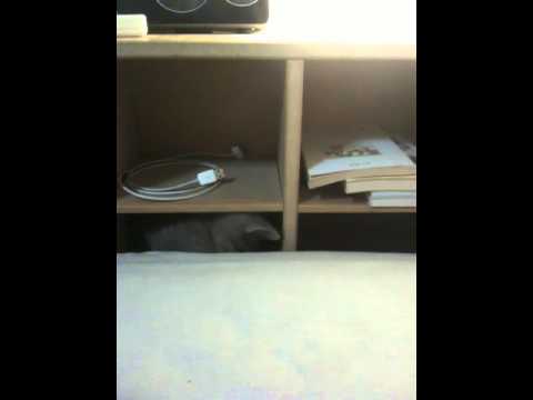 Charu's Domo rescue operation...